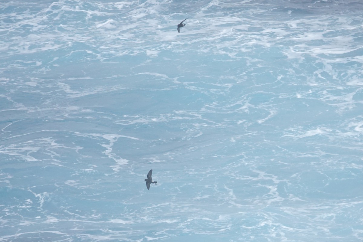 Wilson's Storm-Petrel - ML646852753