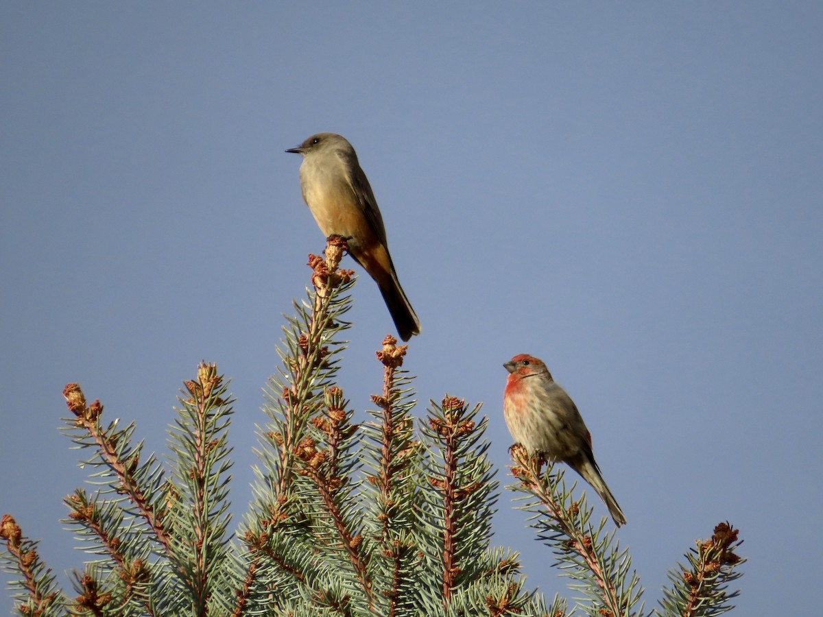 Moucherolle à ventre roux - ML646852757