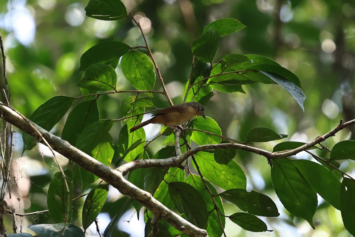 ハイガシラチメドリ - ML646852758