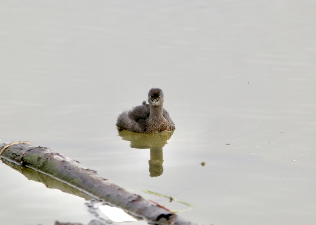 Least Grebe - ML646852762