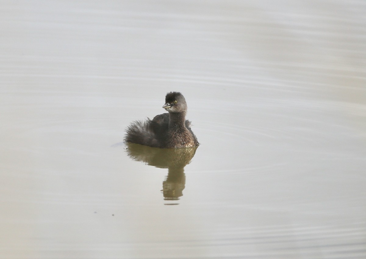 Least Grebe - ML646852763
