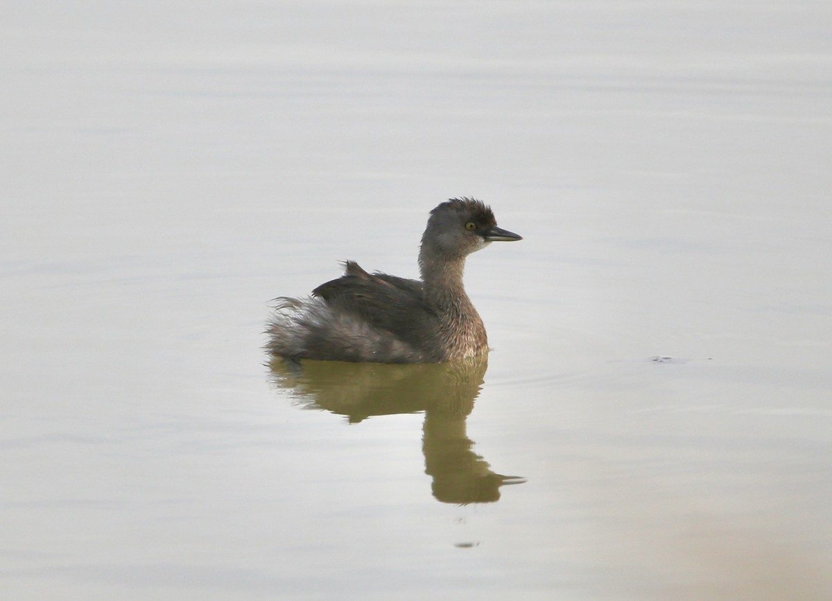 Least Grebe - ML646852764