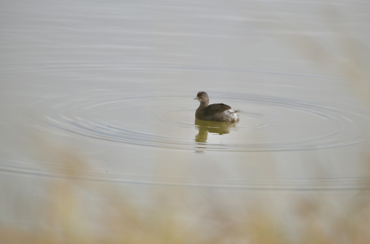 Least Grebe - ML646852765