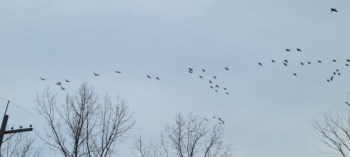 カナダガン - ML646852767