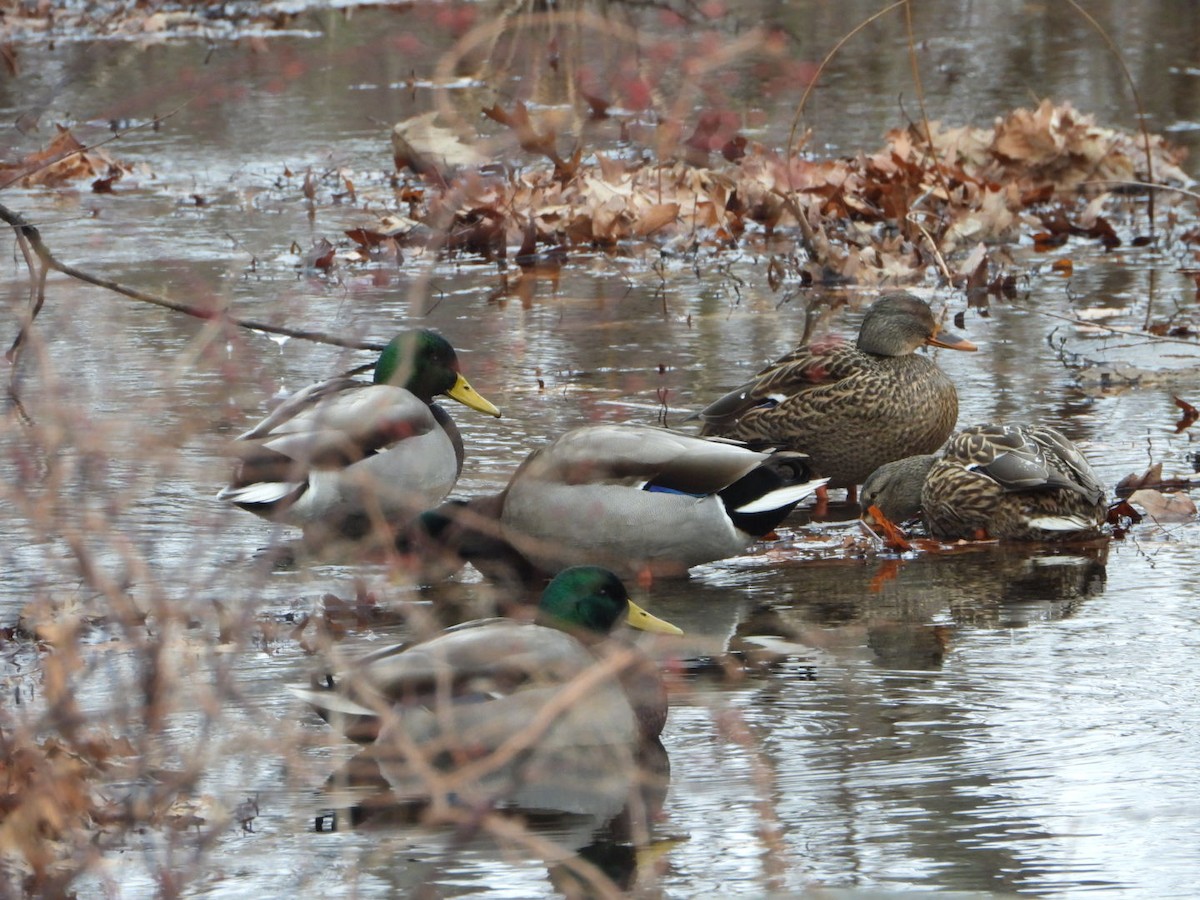 マガモ - ML646852770