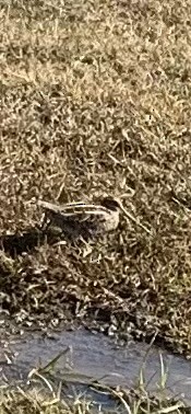 Wilson's Snipe - ML646852774