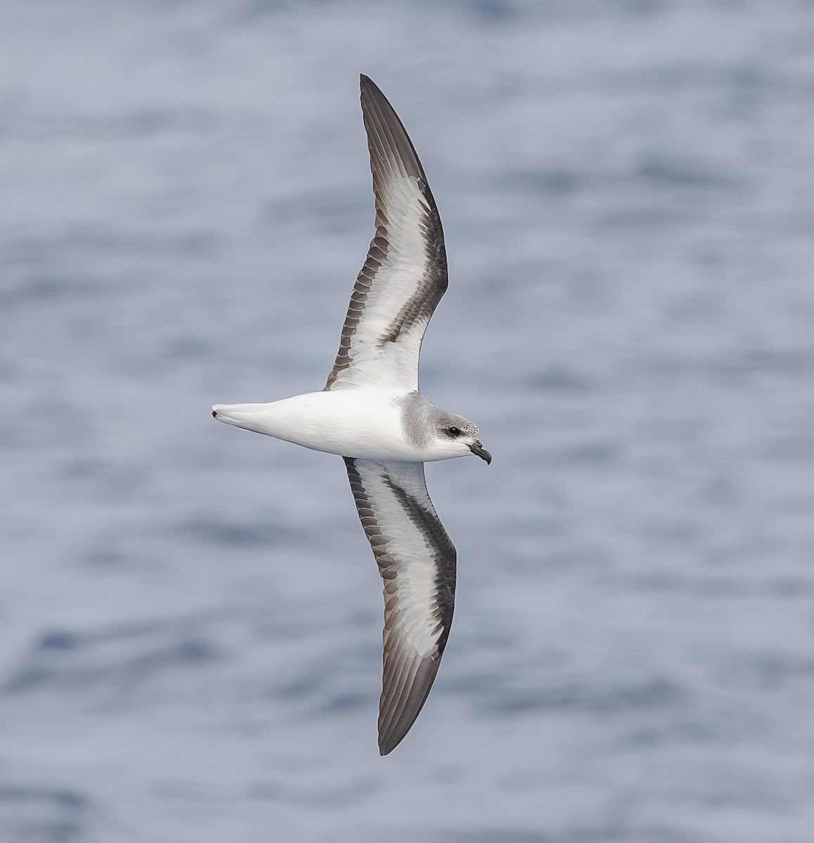 Black-winged Petrel - ML646852775