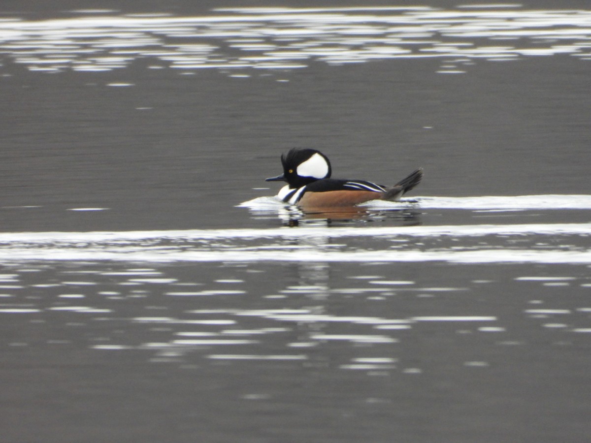 オウギアイサ - ML646852776