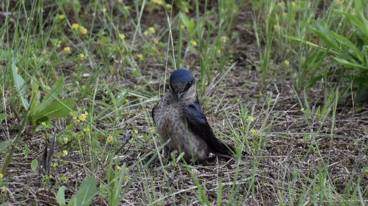 Большая ласточка - ML646852777