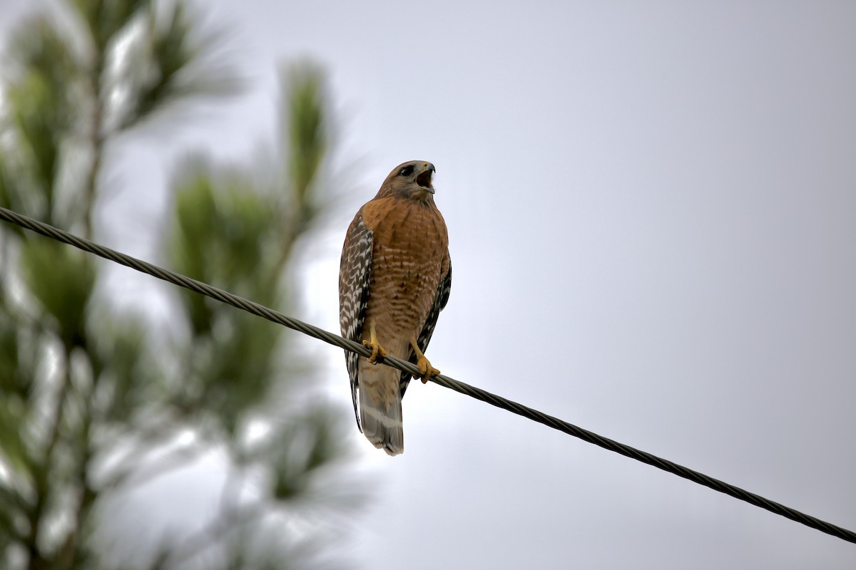 Red-shouldered Hawk - ML646852778