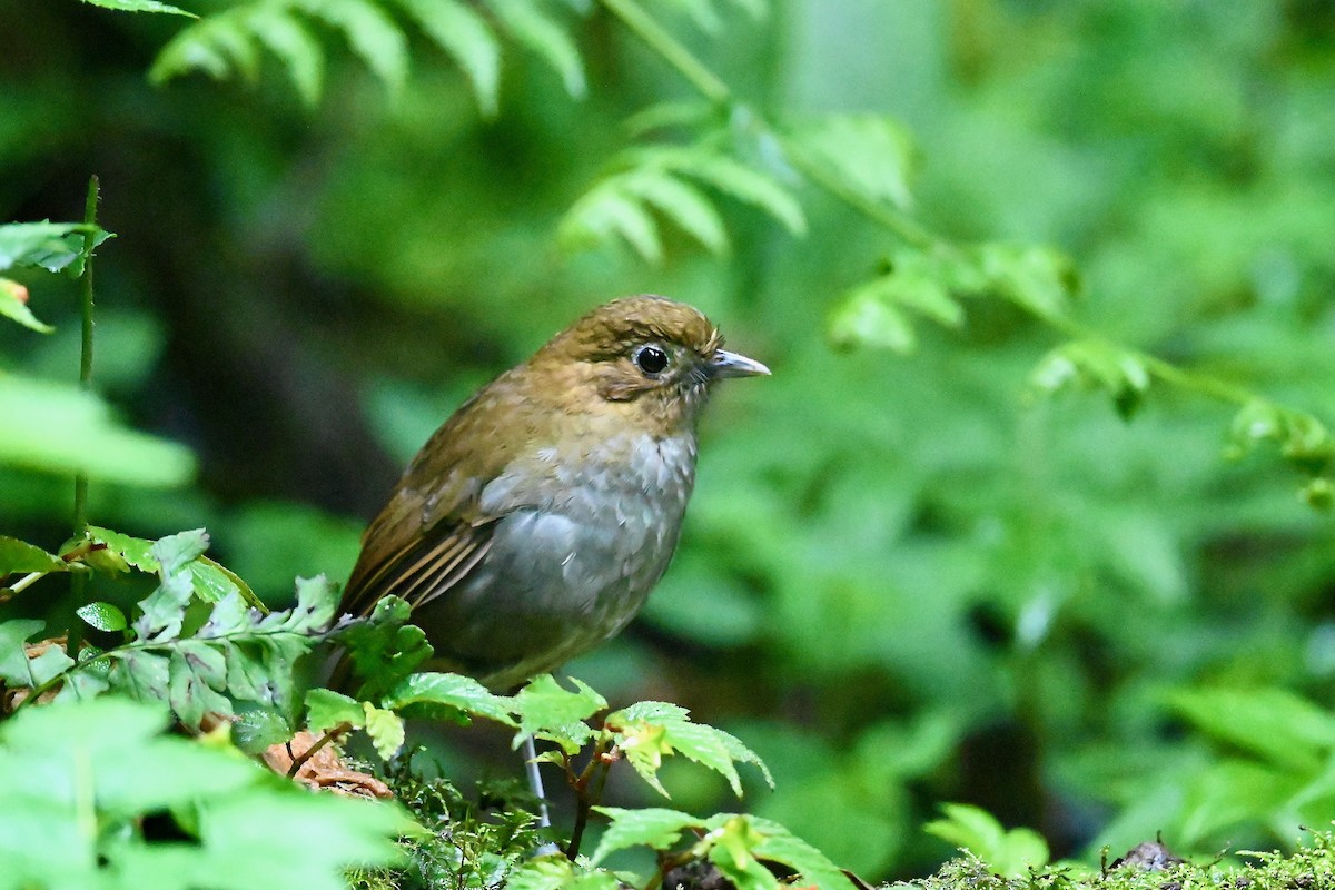Urrao Antpitta - ML646852779