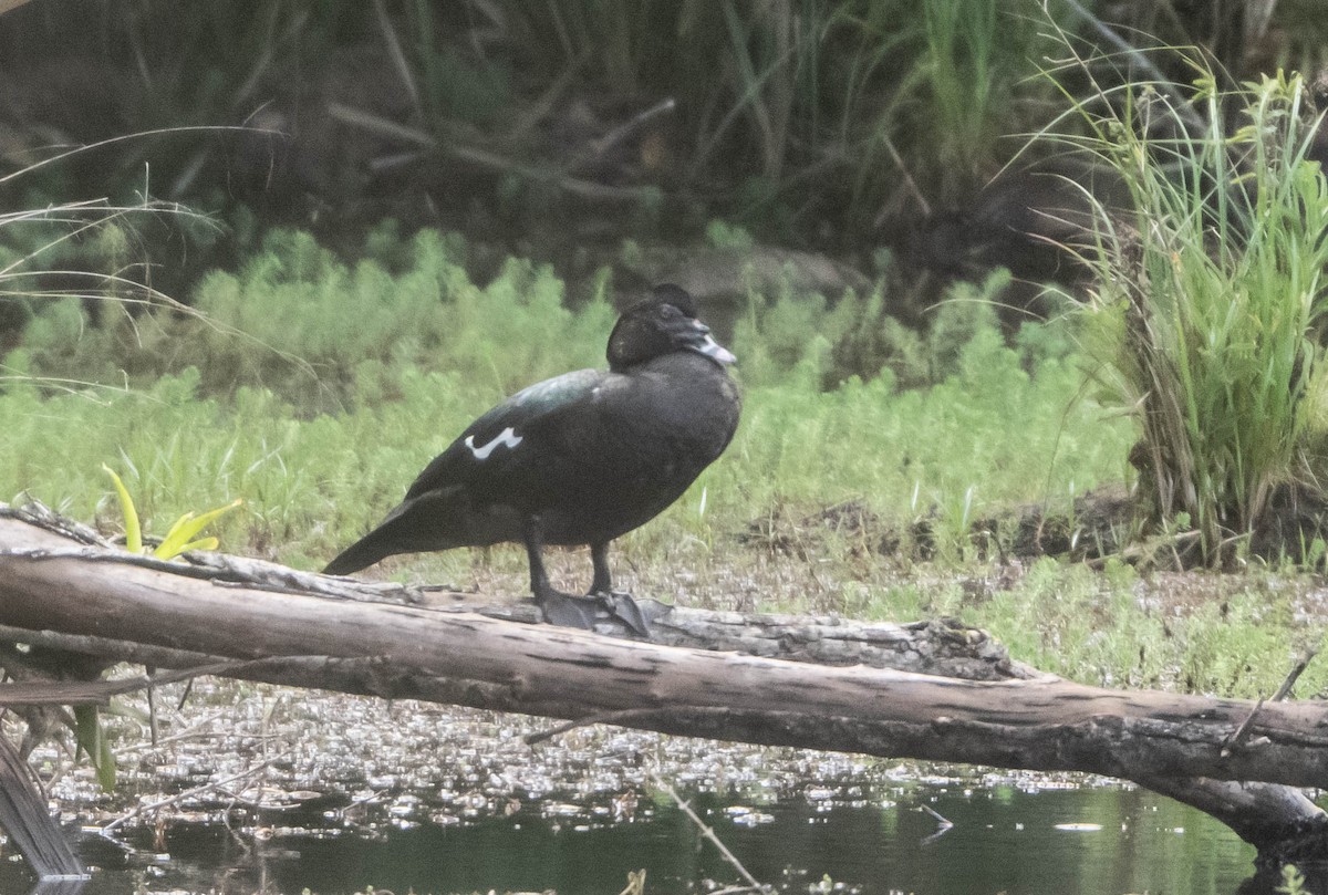 Muscovy Duck - ML646852780