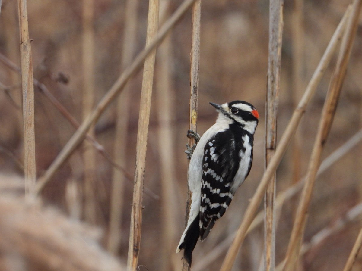 セジロコゲラ - ML646852781