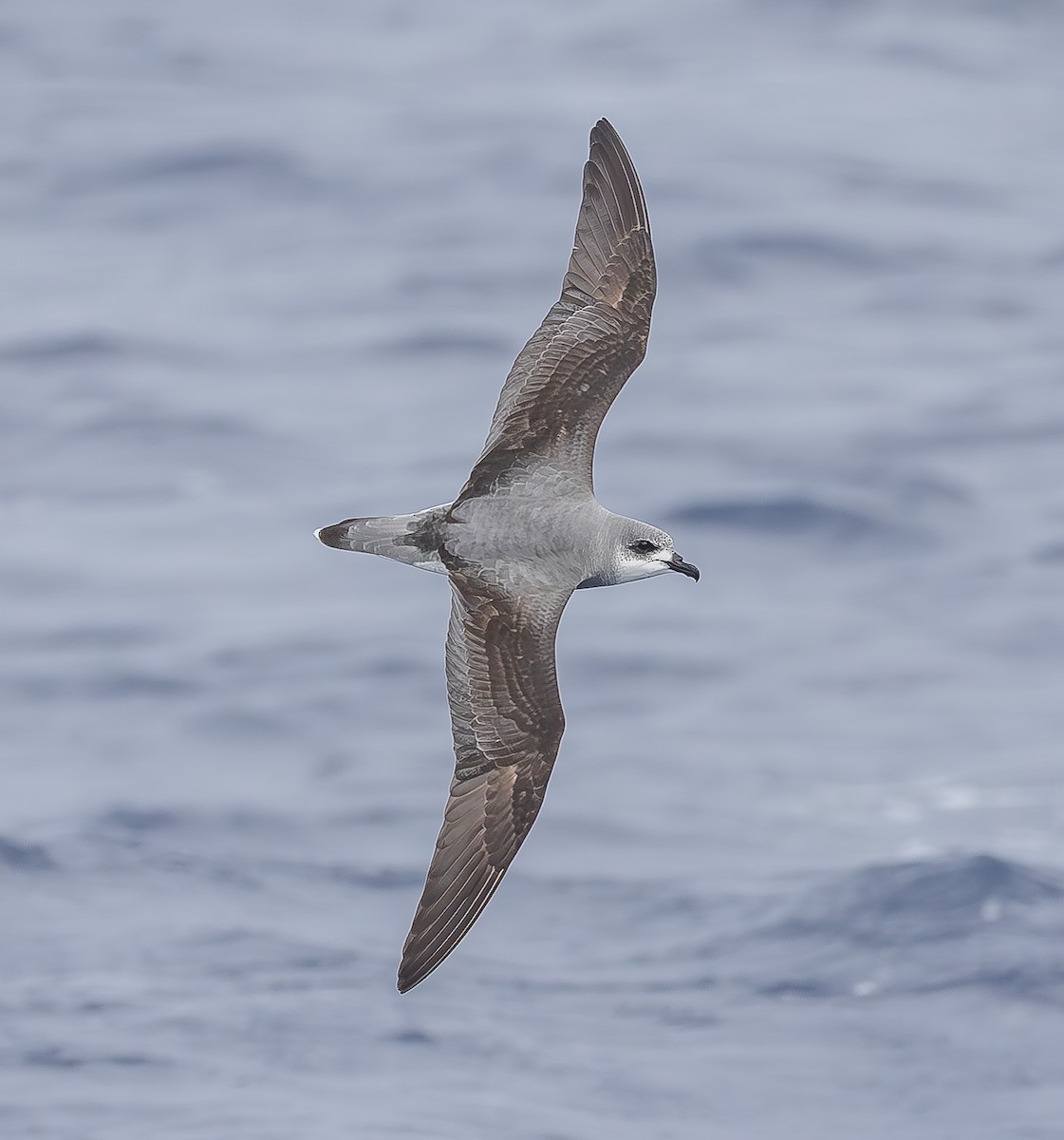 Black-winged Petrel - ML646852787