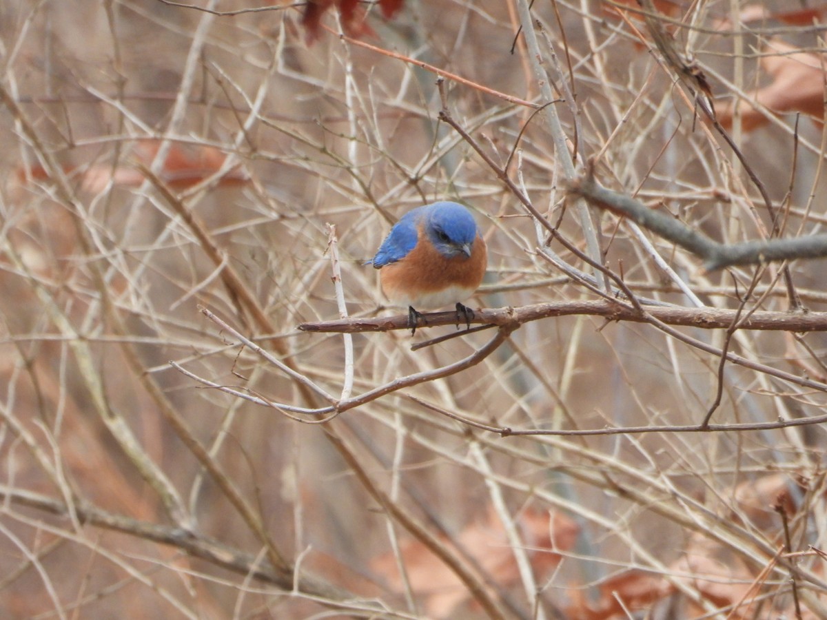 Eastern Bluebird - ML646852791