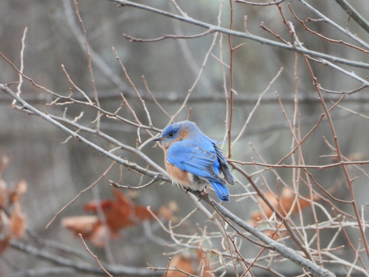 Eastern Bluebird - ML646852792