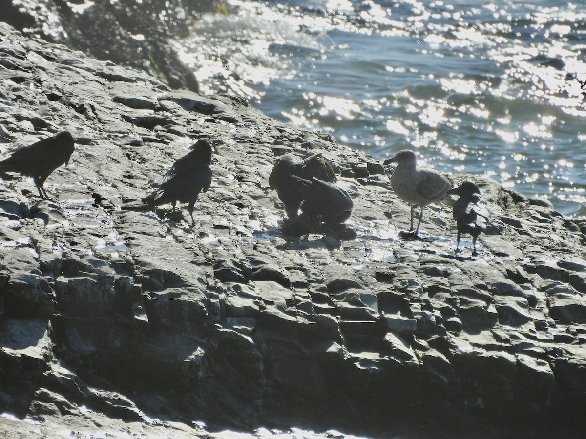 Common Raven - ML646852794