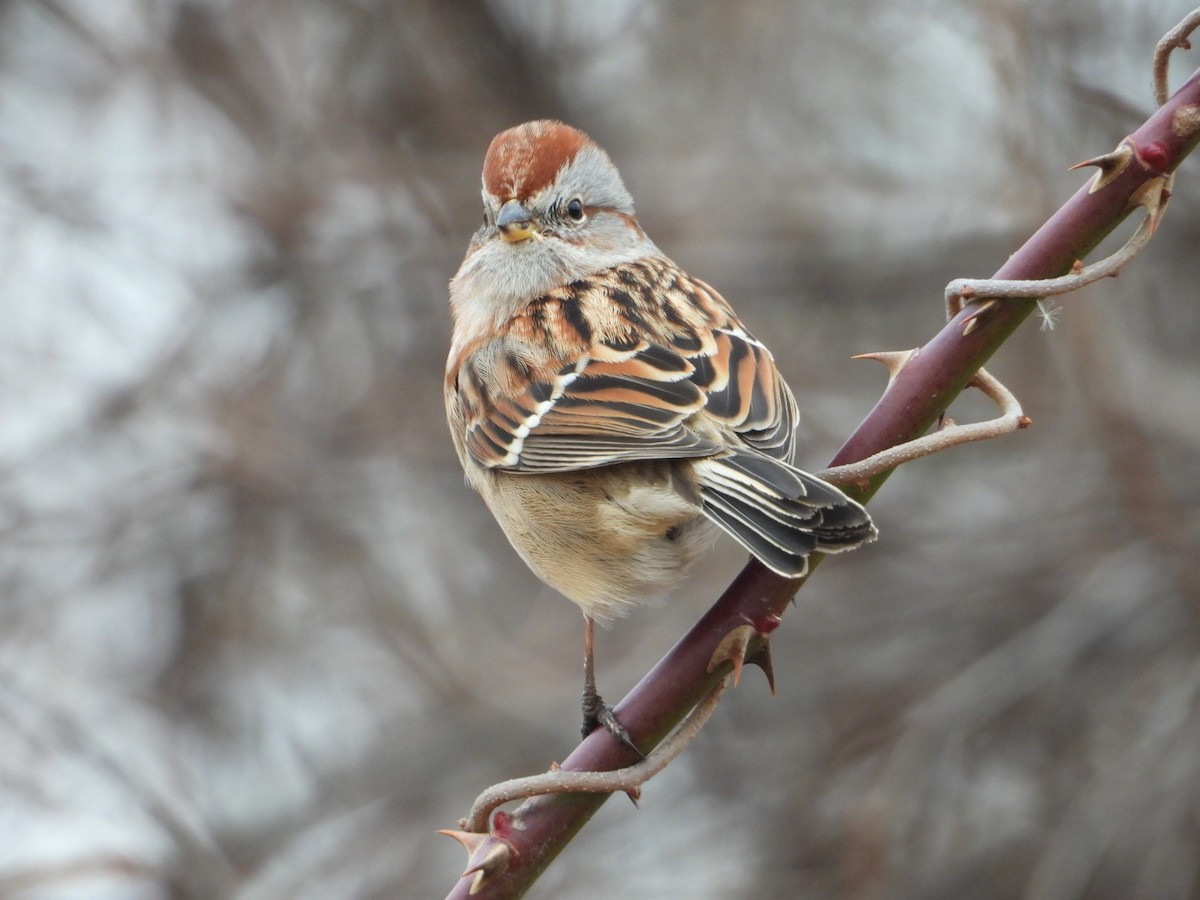Пасовник північний - ML646852796
