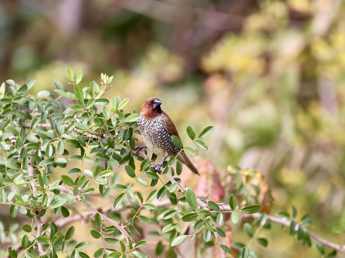 Munia pettosquamato - ML646852797