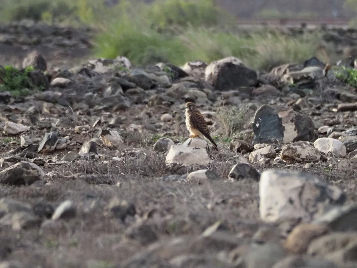 בז מצוי (איים קנריים) - ML646852800