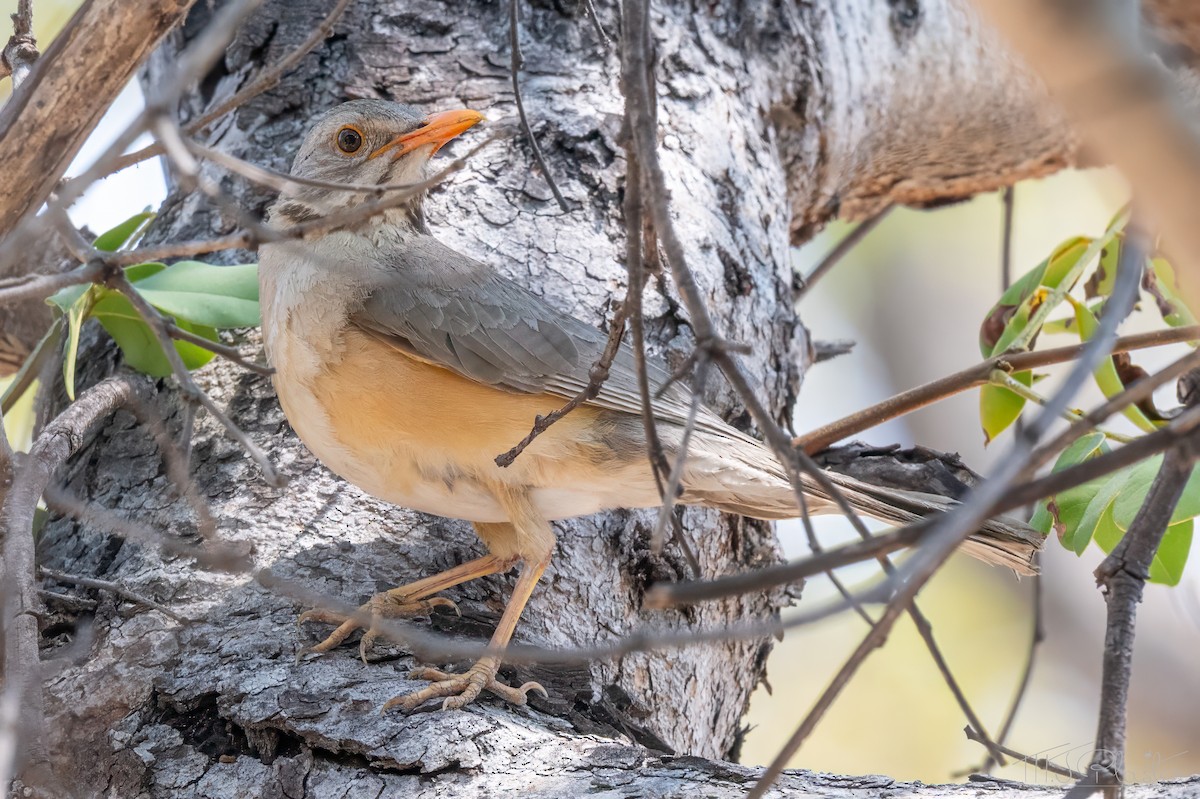 Kurrichane Thrush - ML646852801