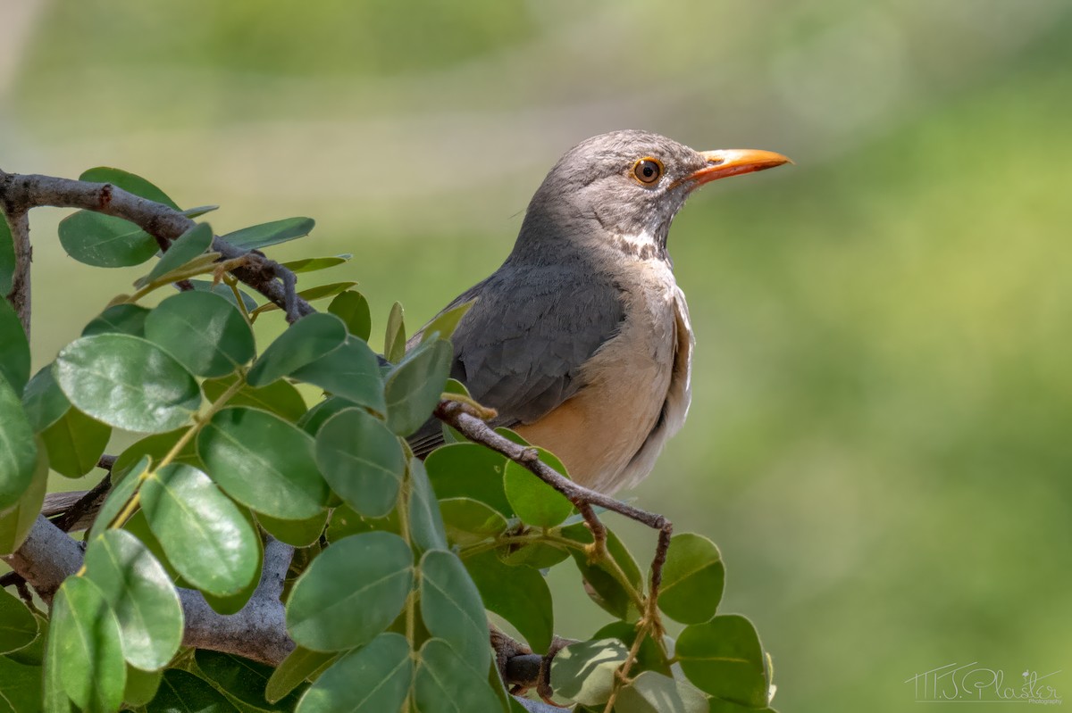 Kurrichane Thrush - ML646852802