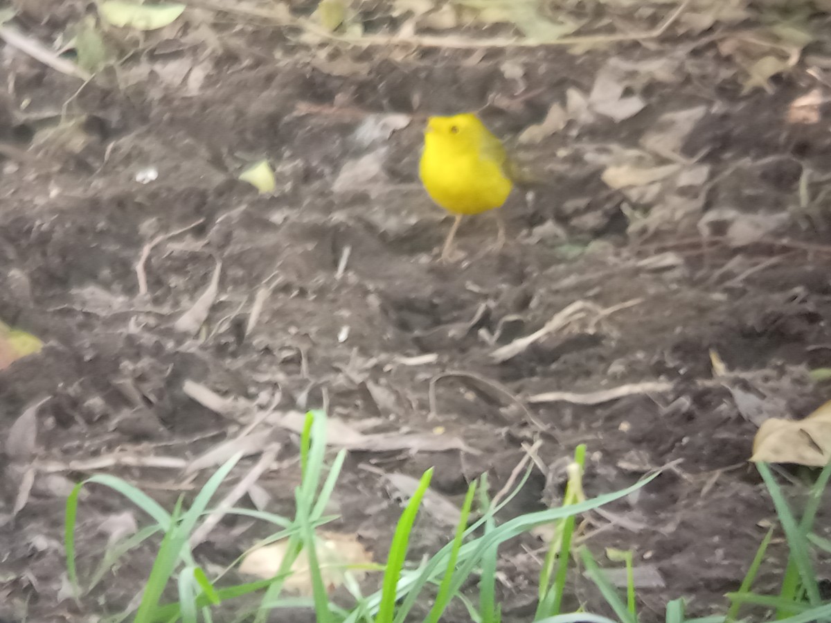 Paruline à calotte noire - ML646852803