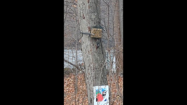 Желтобрюхий дятел-сокоед - ML646852805