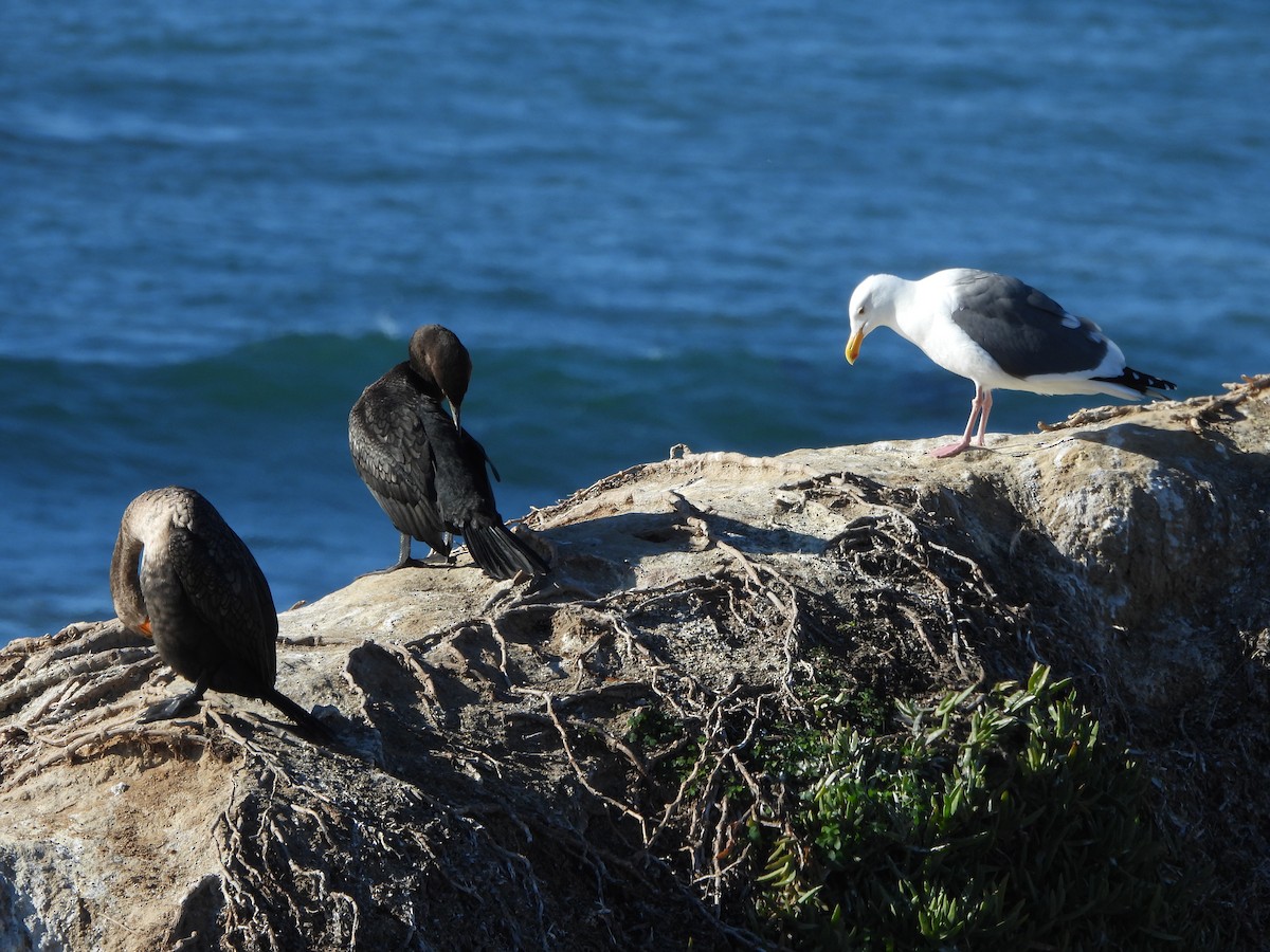 Western Gull - ML646852806