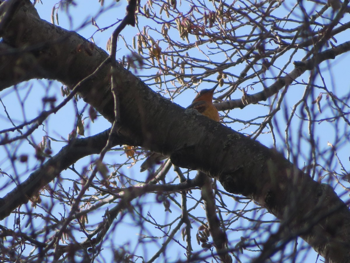 Varied Thrush - ML646852807