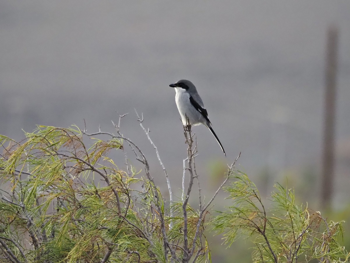 חנקן גדול - ML646852813
