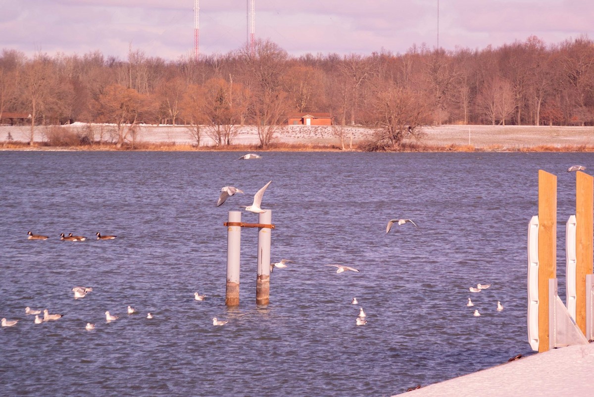 Bonaparte's Gull - ML646852815