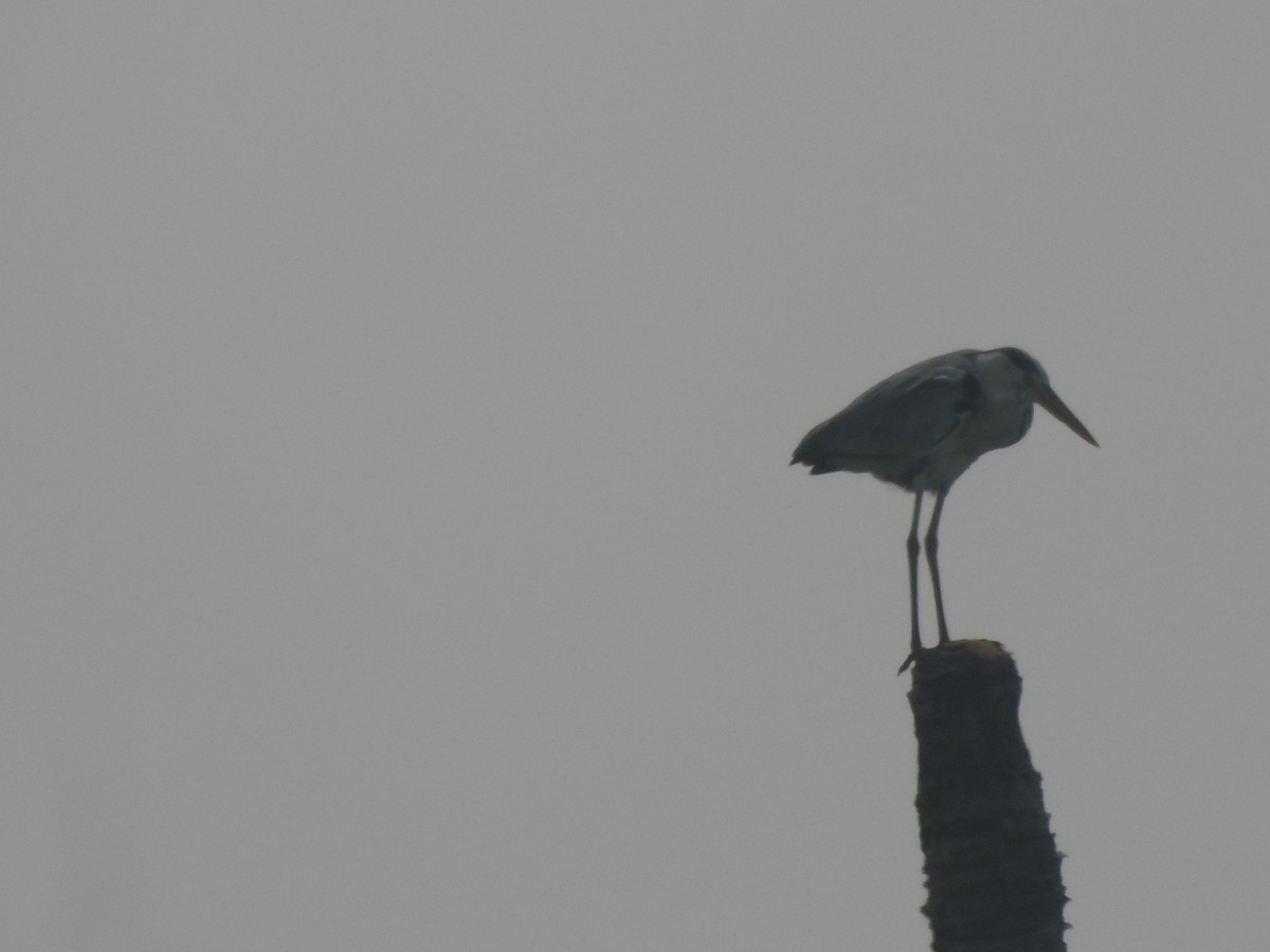 Gray Heron - ML646852816