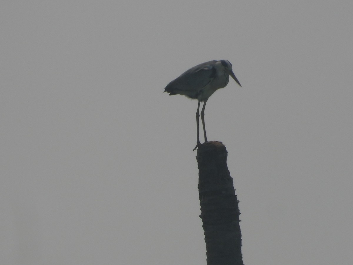 Gray Heron - ML646852817