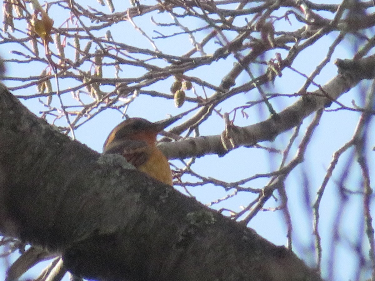 Varied Thrush - ML646852818
