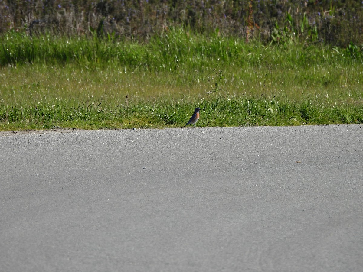 Western Bluebird - ML646852819