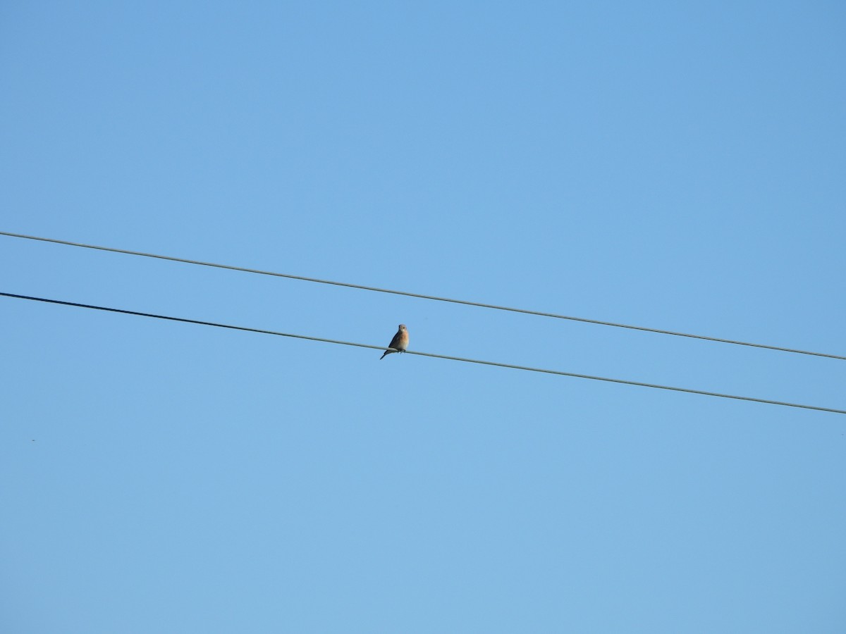 Western Bluebird - ML646852820