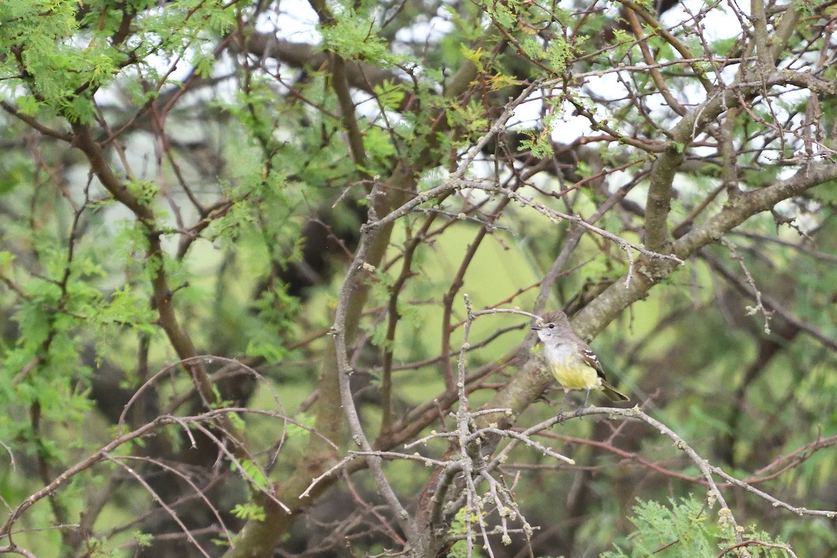 Southern Scrub-Flycatcher - ML646852821