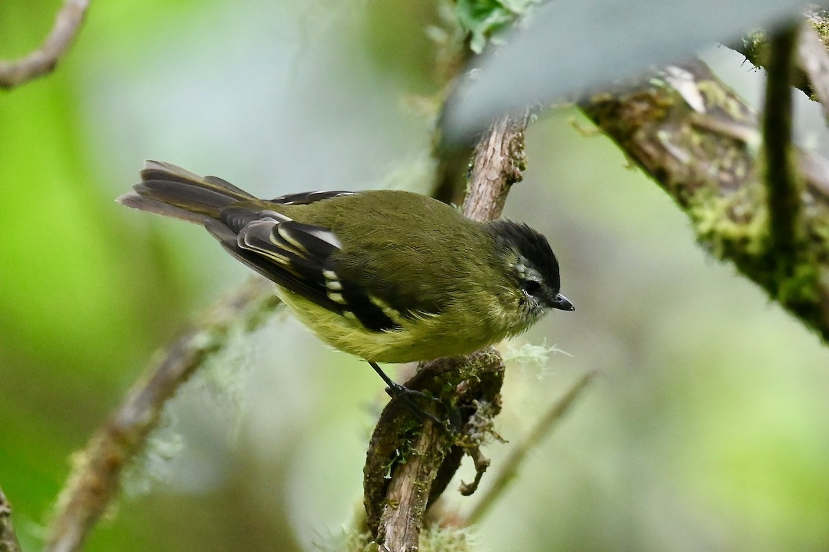 Black-capped Tyrannulet - ML646852823