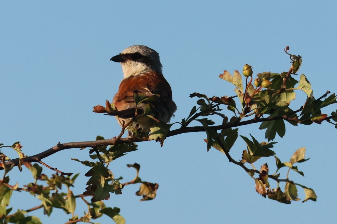 Alcaudón Dorsirrojo - ML646852824