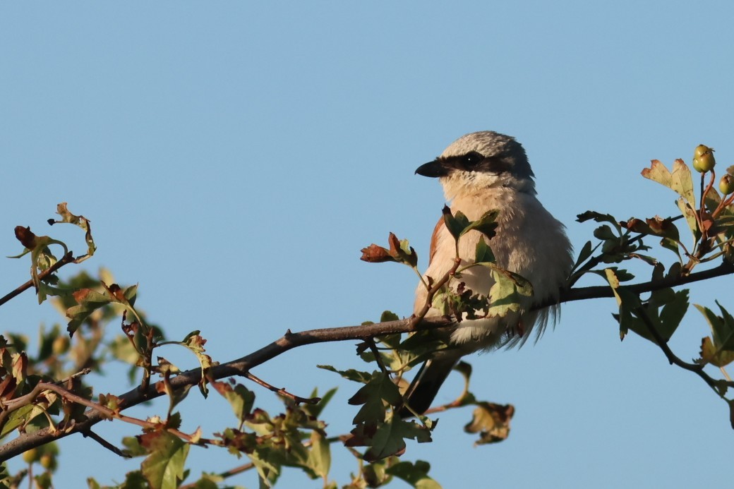 Alcaudón Dorsirrojo - ML646852825