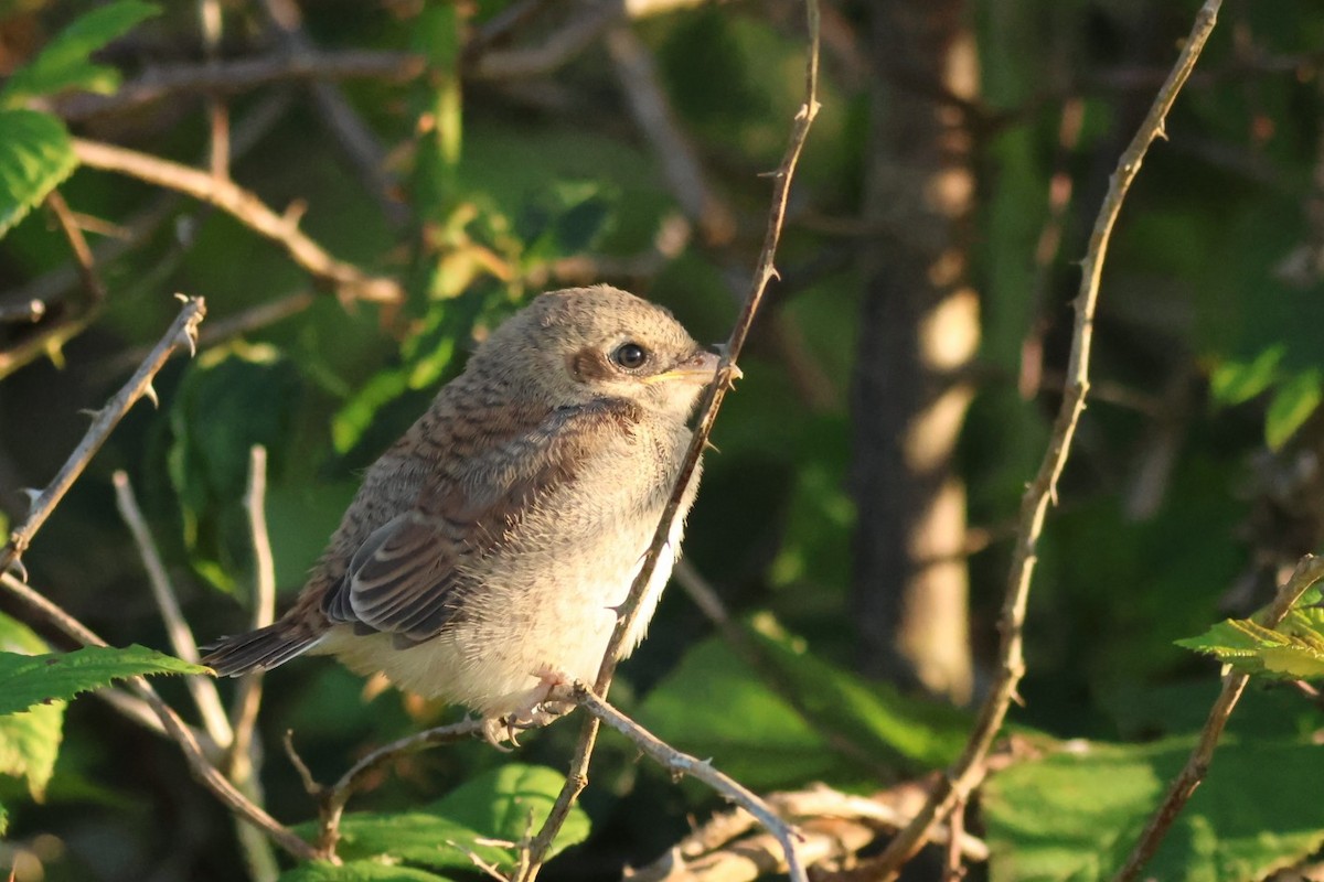 Alcaudón Dorsirrojo - ML646852826