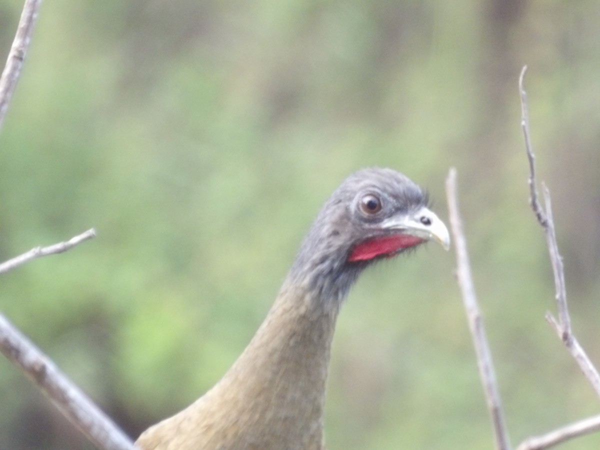 Rufous-vented Chachalaca (Rufous-tipped) - ML646852829