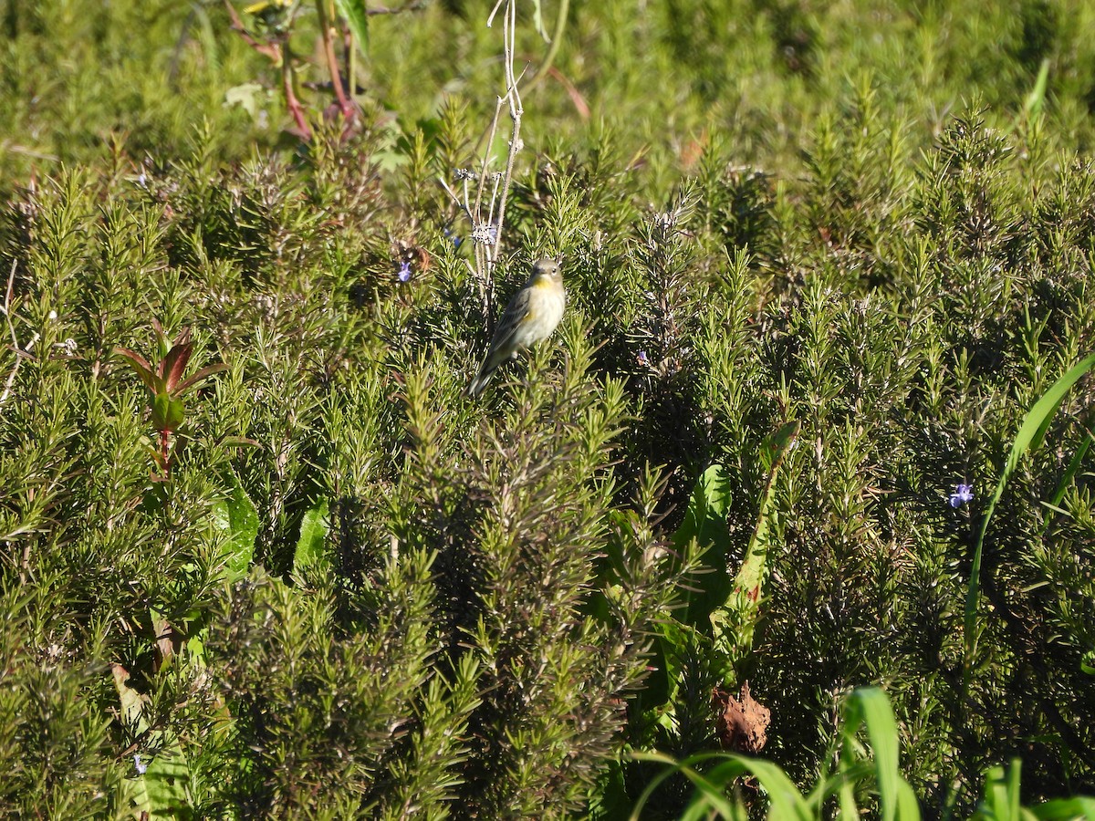 Пісняр-лісовик жовтогузий - ML646852830