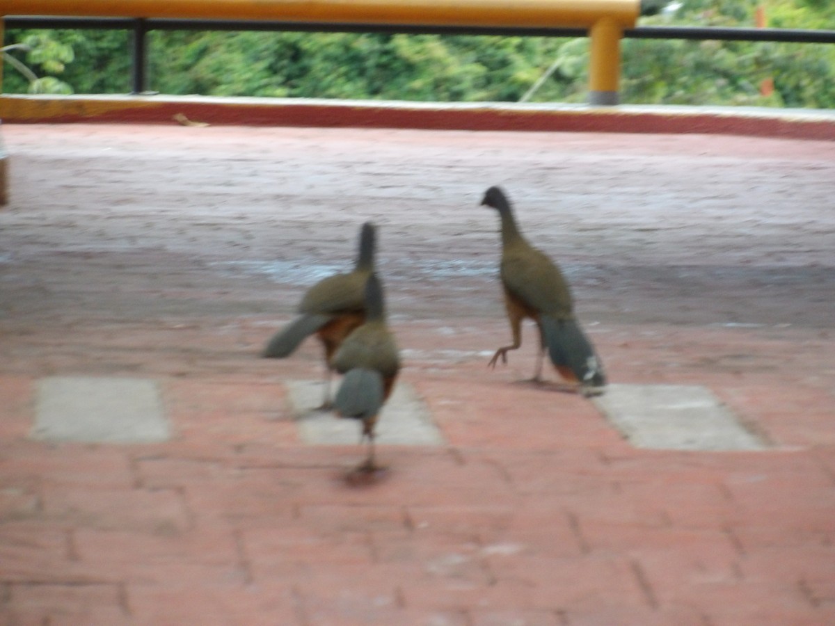 Rufous-vented Chachalaca (Rufous-tipped) - ML646852831