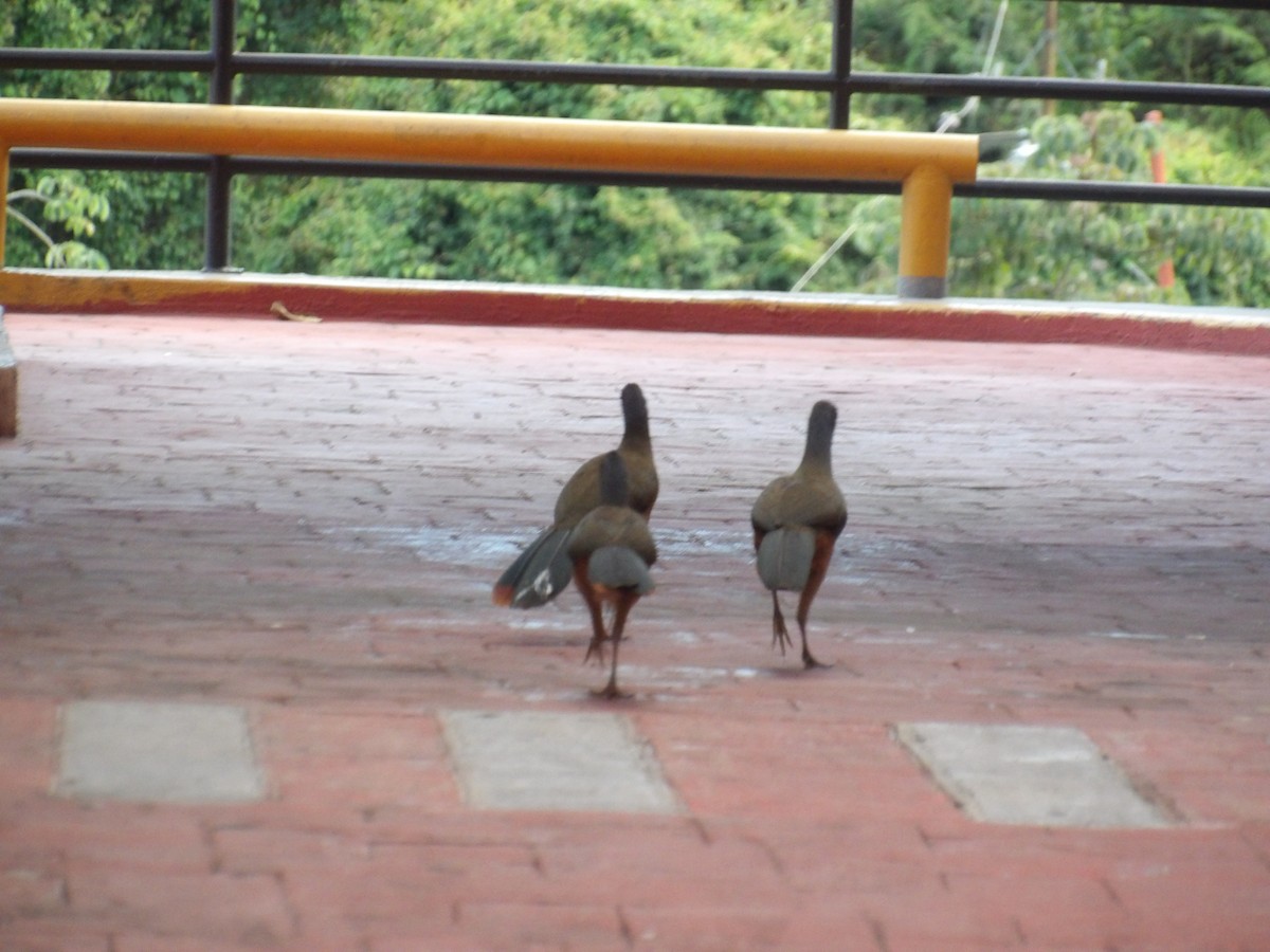 Rufous-vented Chachalaca (Rufous-tipped) - ML646852832
