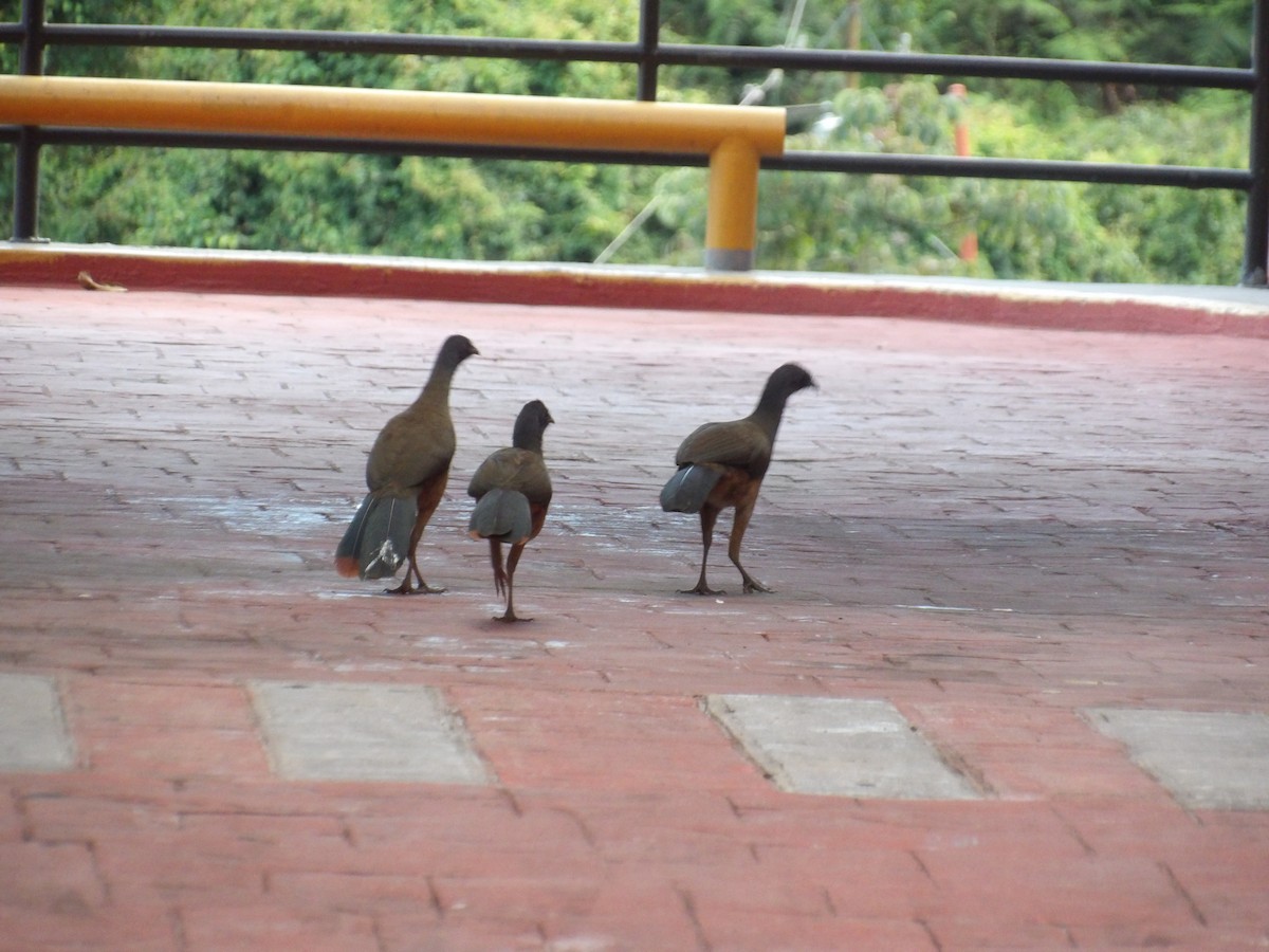 Rufous-vented Chachalaca (Rufous-tipped) - ML646852833