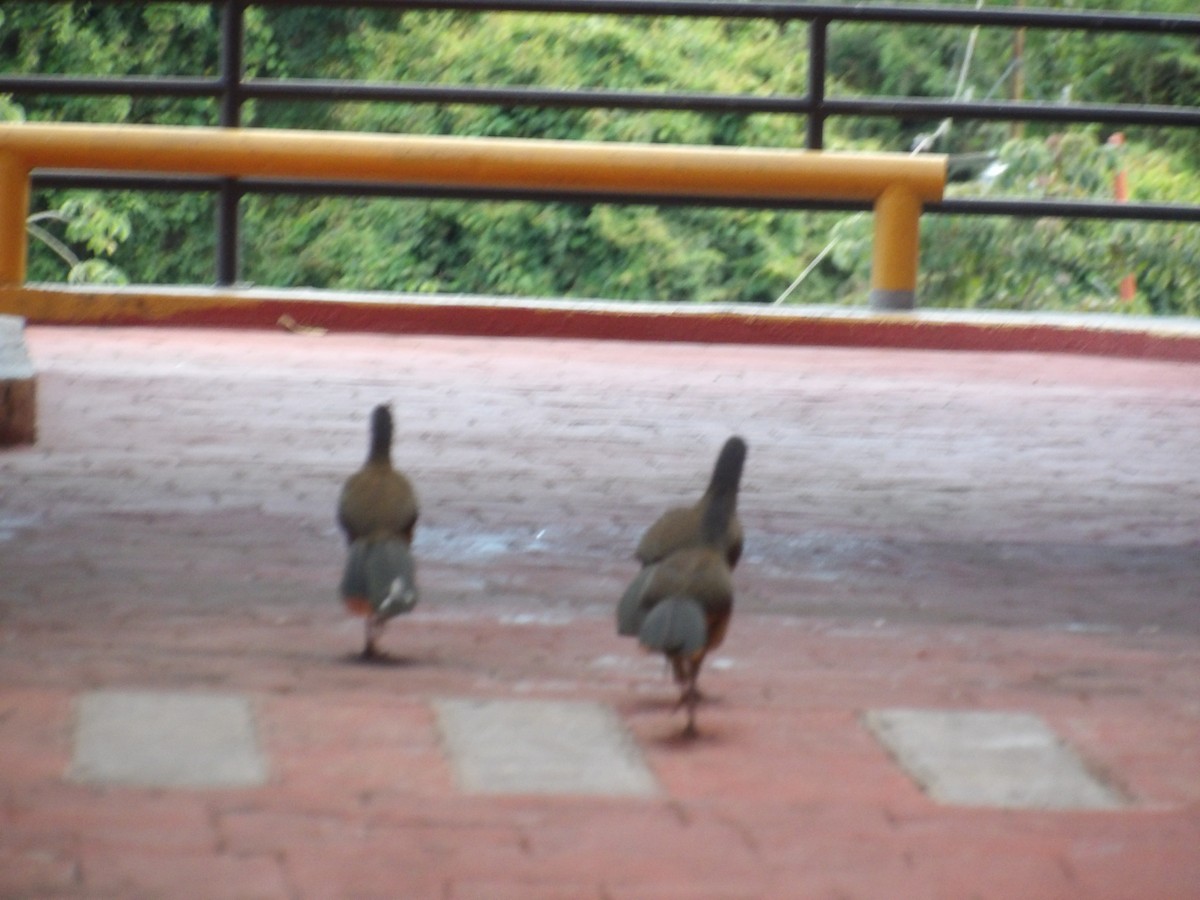 Rufous-vented Chachalaca (Rufous-tipped) - ML646852834