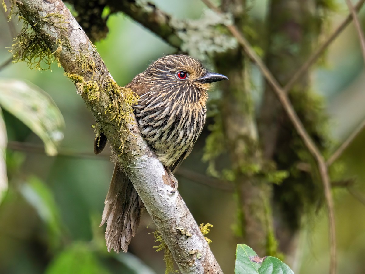 Black-streaked Puffbird - ML646852837