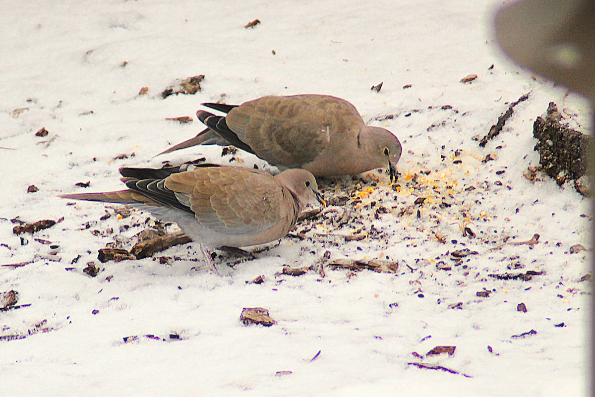 Eurasian Collared-Dove - ML646852838